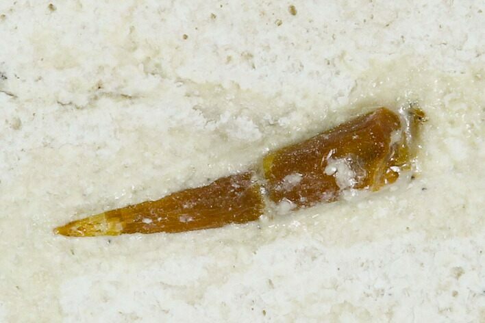 Pterosaur (Rhamphorhynchus?) Tooth - Solnhofen Limestone, Germany #129361